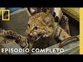 Linces y Destrucción | Cuando La Naturaleza llama | Nat Geo en Español