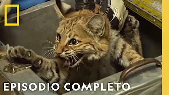 Linces y Destrucción | Cuando La Naturaleza llama | Nat Geo en Español