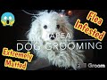 Extremely matted dog, flea infested Poodle mix Shave down Full grooming