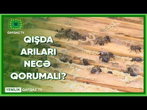 Video: Gladiolus Qış Baxımı - Qışda Gladiola Soğanlarına Necə Baxmaq olar