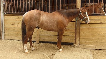 Playboys Chual Dual***For info, price, etc., go to our website*** Valley View Ranch