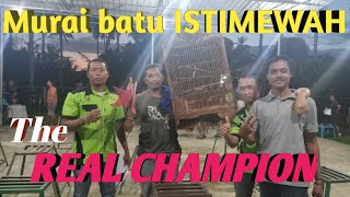 Murai batu istimewa roll tembak mutlak juara 1