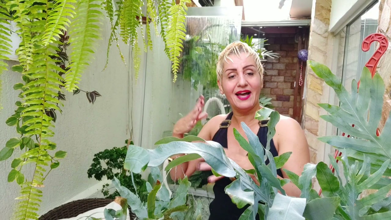 Samambaia Azul (Phlebodium aureum ou Polypodium aureum 'Blue Star ' ) Atualização