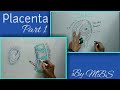 placenta formation and structure part 1