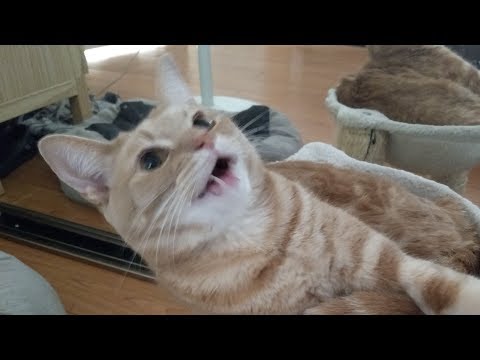 A Good Boy Invades the Stream