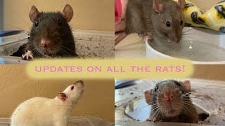 A Little Ratty Update