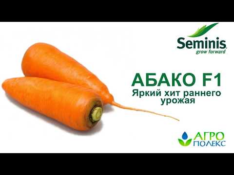 Морковь Абако f1 - ярких хит раннего урожая!