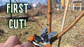 First Time Pruning of Peach Trees  Overcoming FEAR in my Indiana Backyard Orchard