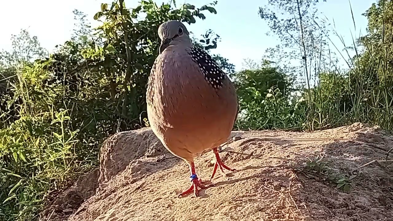 เจ้าเสือดำ มาบริหารปอดช่วงเช้าหน้าหนาวลมเย็นๆ #นกเขาใหญ่ #ต่อดิน