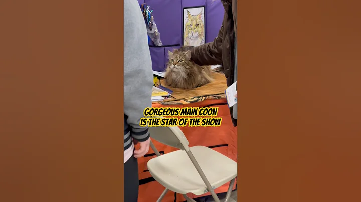 Video 5420441: gorgeous maine coon cat, maine coon cats show