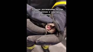 🦇Слишком разговорчивая летучая мышь залетела в квартиру москвичей🦇