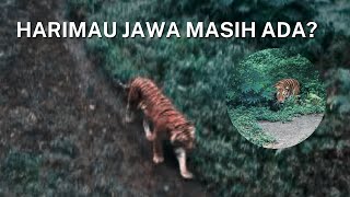 SIGHTING OF A JAVA TIGER IN SUKABUMI, WEST JAVA