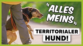 Territoriale AGGRESSIONEN beim Hund: Wie du das Verhalten endlich STOPPST | Live-Training