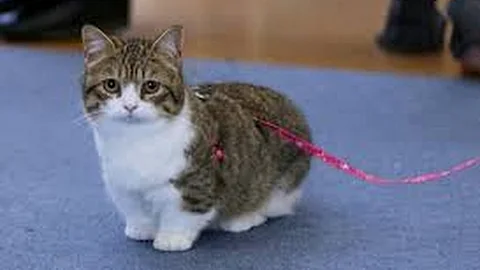 Video 756061: shorthair munchkin cat