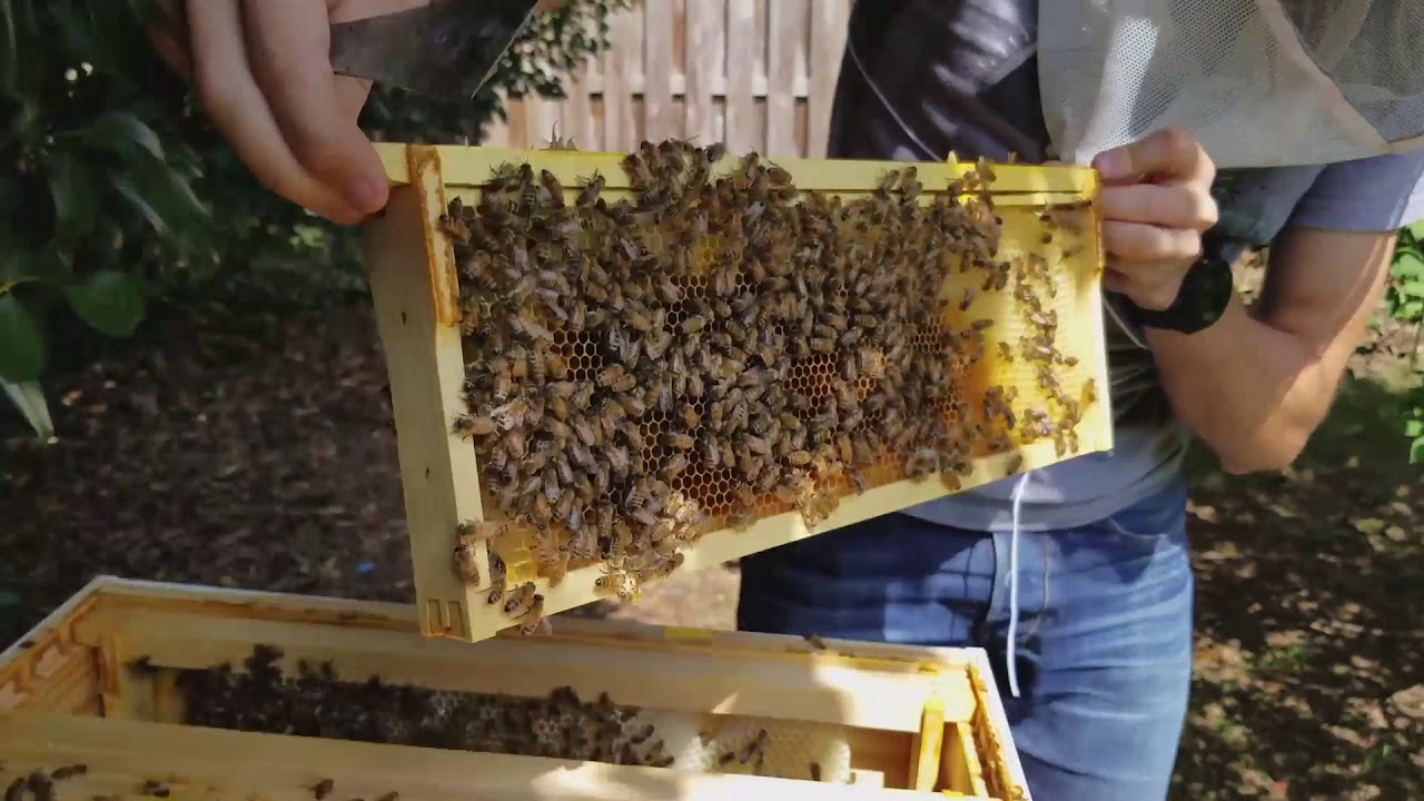 Getting Bees ready for winter part 1, Episode 15 (week 17) - YouTube