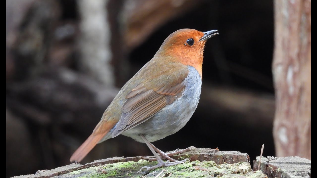 楽しいコマドリ / Japanese Robin - YouTube