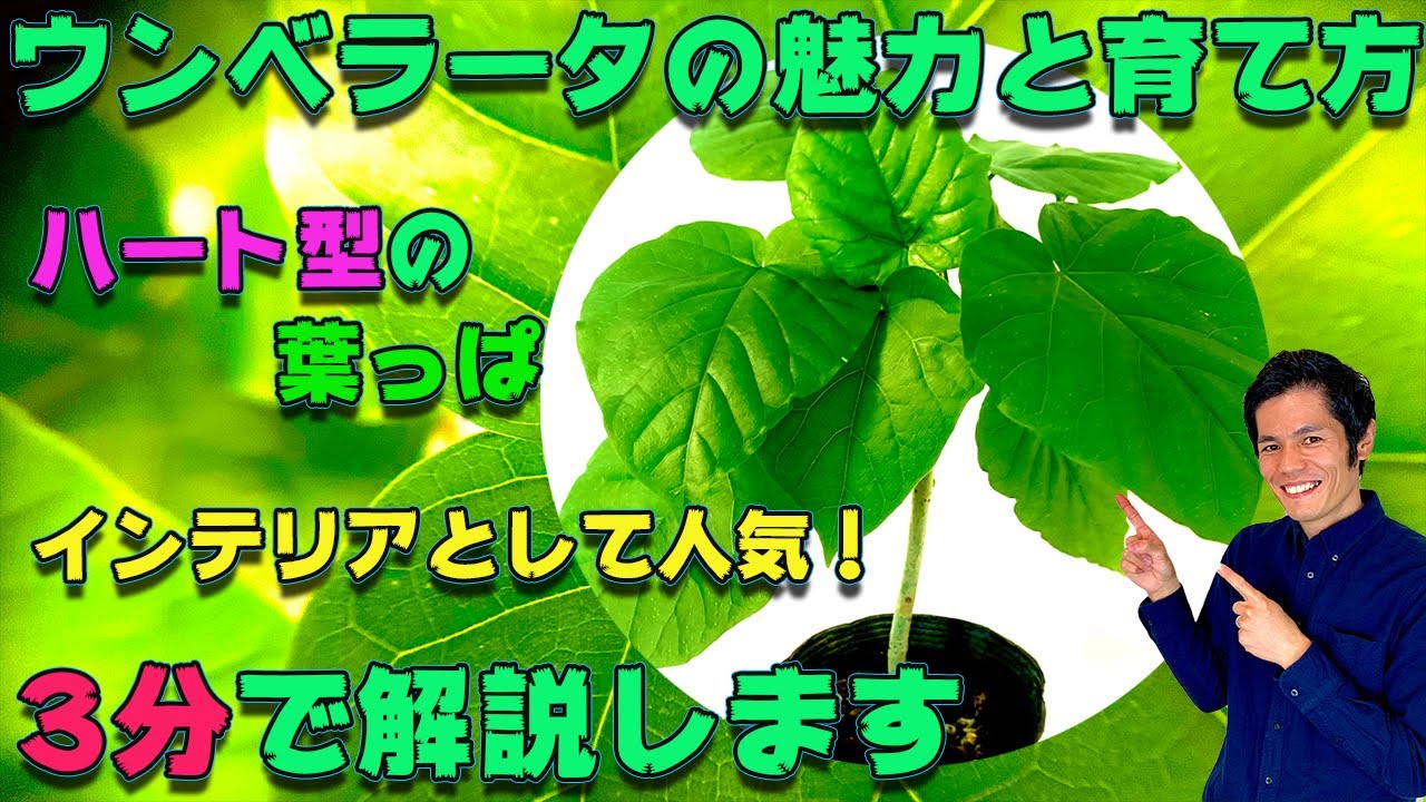 観葉植物】ウンベラータの魅力と育て方 - YouTube