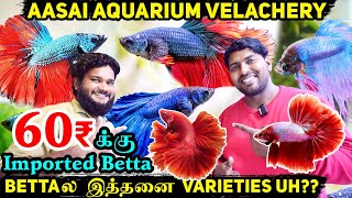 ₹60 முதல் Imported Betta Fishes available|Kolathur விலையில்| Aasai Aquarium Velachery | Muralis Vlog by Murali's Vlog 2,435 views 4 months ago 16 minutes