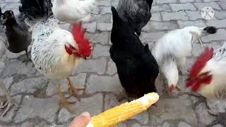 ÇİLLİ HOROZUM.