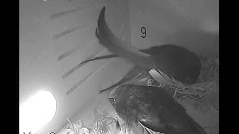 Twee jonge Gierzwaluwen in kast 9 voor het eerst zichtbaar