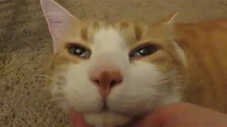 видео Happy Cat