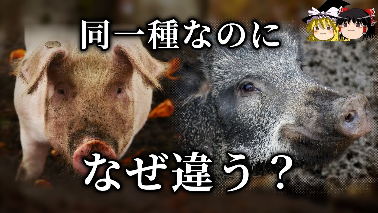 【ゆっくり解説】イノシシと豚の違いは何が原因? - YouTube