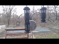 Connecticut Bird Feeder Live Stream