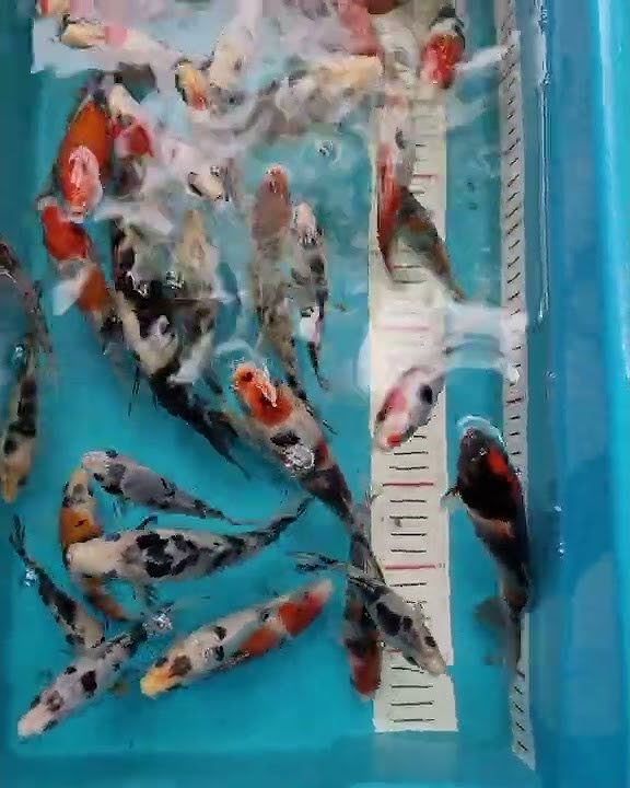 jual anak ikan koi @