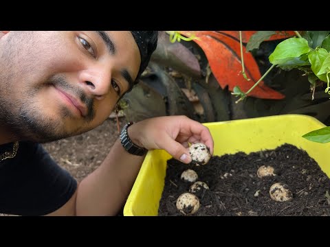 9 🐢 Eggs