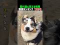 歴代級に笑える強風動画ランキング TOP6 #強風ハプニング #笑わずに見れるか