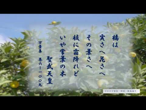 【今日の万葉集】11月18日　天平８年11月に 聖武天皇が　葛城王らに「橘」の姓を与えた時に詠まれた歌です。橘氏　のちに「源平藤橘」と並んで称される天皇から直接姓を賜った貴種の一族なのですね。