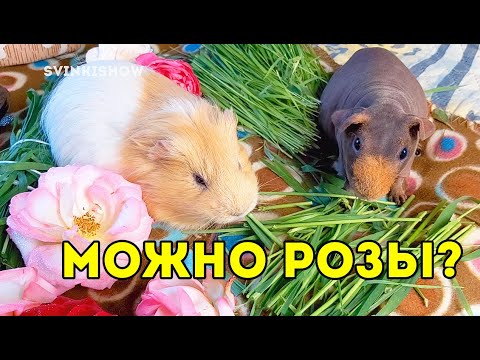ВПЕРВЫЕ ПРОБУЮТ РОЗУ 😜 РЕАКЦИЯ МОРСКИХ СВИНОК НА КЛУБНИКУ, МЯТУ SvinkiShow