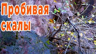 картинка: И на камнях растут деревья! Ямадори которые я нашел в горах.