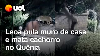 Leoa pula muro de casa, mata cão e foge com corpo do animal no Quênia; vídeo mostra momento