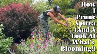 All About Pruning Spirea + Looking at What’s Currently in Beautiful Bloom in my Gardens // Zone 8b