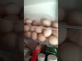 por qué los huevos son de colores? influye el gallo en el color del huevo??