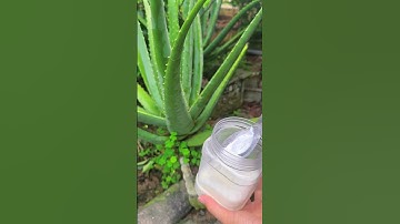 How to care for a growing aloe vera plant #aloevera #shorts