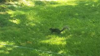 Stoned Squirrel ?