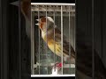 ‏Stieglitz mischling singt / mule of goldfinch (hybrid)singing #shorts #birds #birdsounds