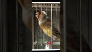 ‏Stieglitz mischling singt / mule of goldfinch (hybrid)singing #shorts #birds #birdsounds