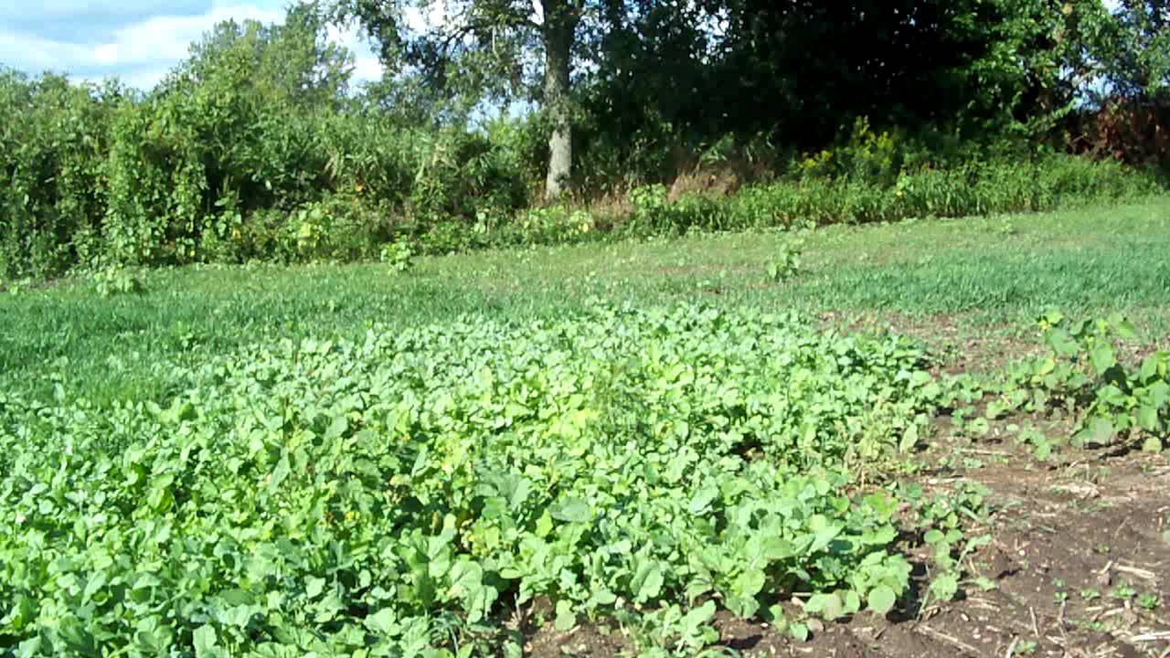 deer food plot sweet oats YouTube