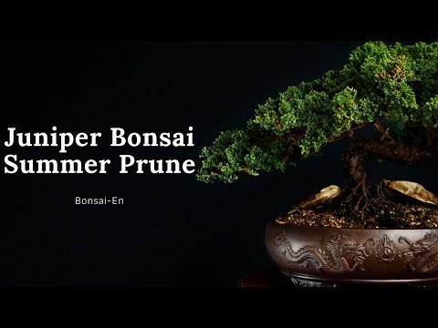 Video: How To Properly Prune Cossack Juniper