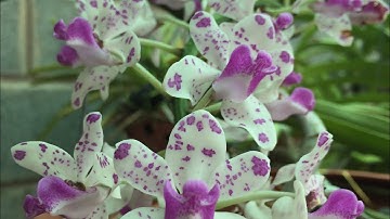 Ngọc điểm ngũ đỉnh. Núi chớp dung, hàm thuận Bắc-Bình thuận.@huonglanrung  Sđt 0387018819