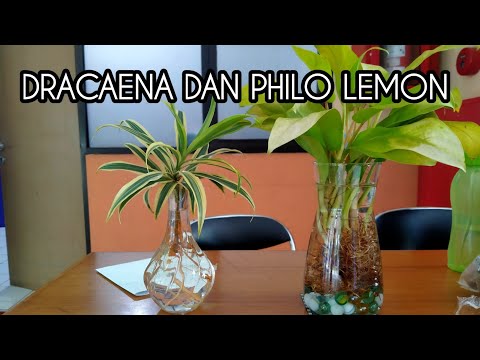 Video: Perawatan Tanaman Dracaena - Tips Menumbuhkan Tanaman Dracaena Di Dalam Ruangan