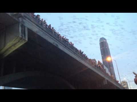 Video: Cómo ver murciélagos de Austin en el puente de la Avenida Congreso