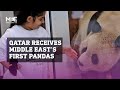 Qatar receives the first pandas in the Middle East ahead of the World Cup