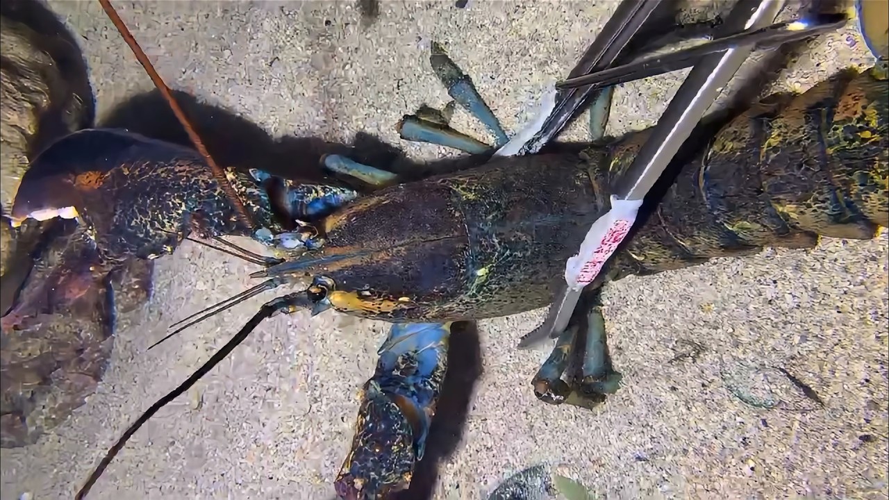 Diving Seafood Adventure - All Today's Surprises！024 #diving #fishing #lobster #crab