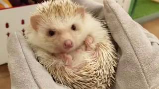 Hedgehog Cafe