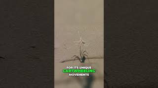 Unleashing The Future The Incredible Bionic Wheelbot