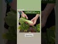 Home delivery ( vegetables &amp; more ) 'GreenWay'